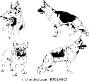 vector drawings sketches pedigree dogs in the racks drawn in ink by hand , objects with no background
