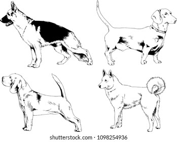 vector drawings sketches pedigree dogs in the racks drawn in ink by hand , objects with no background

