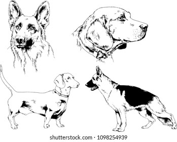 vector drawings sketches pedigree dogs in the racks drawn in ink by hand , objects with no background
