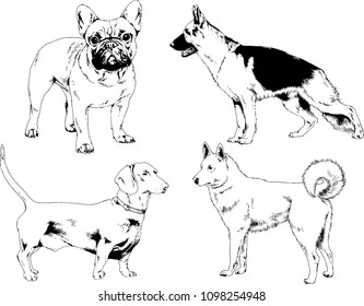 vector drawings sketches pedigree dogs in the racks drawn in ink by hand , objects with no background
