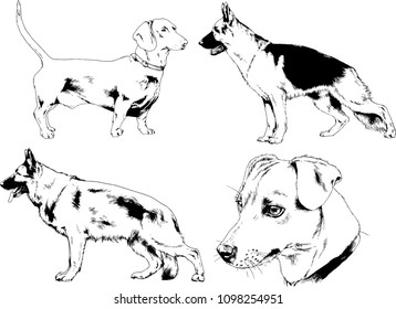 vector drawings sketches pedigree dogs in the racks drawn in ink by hand , objects with no background
