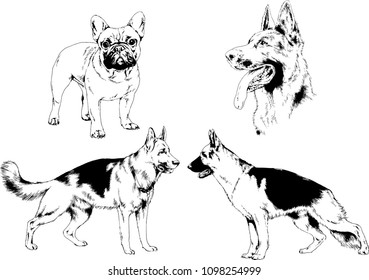 vector drawings sketches pedigree dogs in the racks drawn in ink by hand , objects with no background
