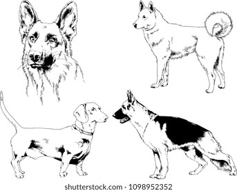 vector drawings sketches pedigree dogs in the racks drawn in ink by hand , objects with no background
