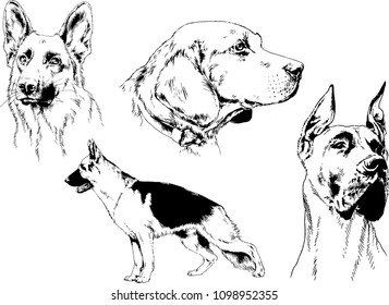vector drawings sketches pedigree dogs in the racks drawn in ink by hand , objects with no background
