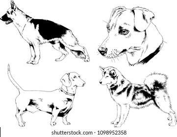 vector drawings sketches pedigree dogs in the racks drawn in ink by hand , objects with no background

