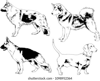 vector drawings sketches pedigree dogs in the racks drawn in ink by hand , objects with no background
