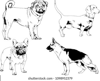 vector drawings sketches pedigree dogs in the racks drawn in ink by hand , objects with no background
