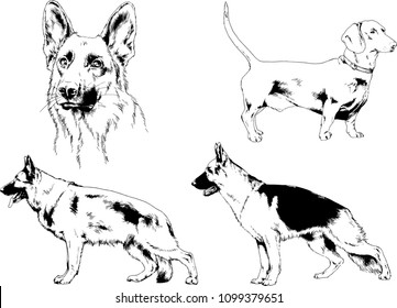 vector drawings sketches pedigree dogs in the racks drawn in ink by hand , objects with no background
