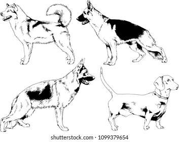 vector drawings sketches pedigree dogs in the racks drawn in ink by hand , objects with no background

