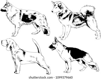 vector drawings sketches pedigree dogs in the racks drawn in ink by hand , objects with no background
