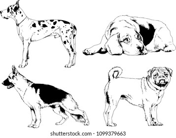 vector drawings sketches pedigree dogs in the racks drawn in ink by hand , objects with no background
