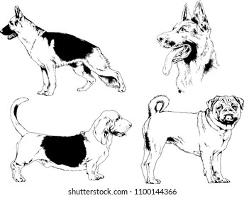 vector drawings sketches pedigree dogs in the racks drawn in ink by hand , objects with no background
