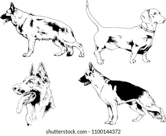 vector drawings sketches pedigree dogs in the racks drawn in ink by hand , objects with no background
