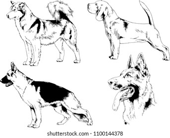 vector drawings sketches pedigree dogs in the racks drawn in ink by hand , objects with no background
