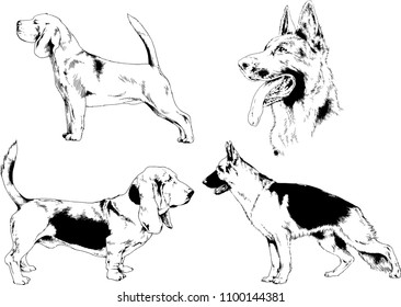 vector drawings sketches pedigree dogs in the racks drawn in ink by hand , objects with no background
