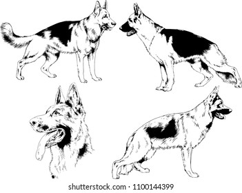 vector drawings sketches pedigree dogs in the racks drawn in ink by hand , objects with no background
