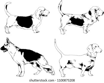 vector drawings sketches pedigree dogs in the racks drawn in ink by hand , objects with no background
