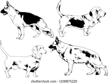 vector drawings sketches pedigree dogs in the racks drawn in ink by hand , objects with no background
