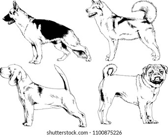 vector drawings sketches pedigree dogs in the racks drawn in ink by hand , objects with no background
