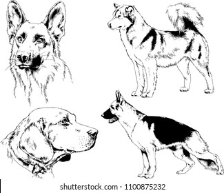 vector drawings sketches pedigree dogs in the racks drawn in ink by hand , objects with no background
