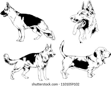 vector drawings sketches pedigree dogs in the racks drawn in ink by hand , objects with no background
