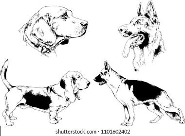 vector drawings sketches pedigree dogs in the racks drawn in ink by hand , objects with no background
