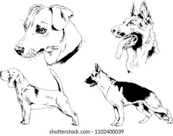 vector drawings sketches pedigree dogs in the racks drawn in ink by hand , objects with no background
