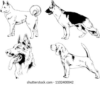 vector drawings sketches pedigree dogs in the racks drawn in ink by hand , objects with no background
