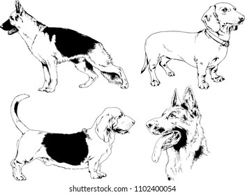 vector drawings sketches pedigree dogs in the racks drawn in ink by hand , objects with no background
