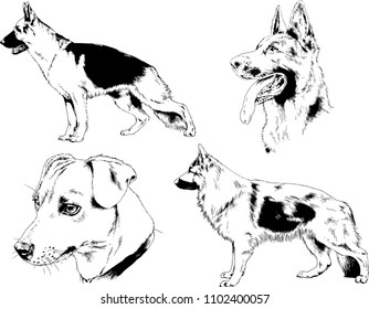 vector drawings sketches pedigree dogs in the racks drawn in ink by hand , objects with no background
