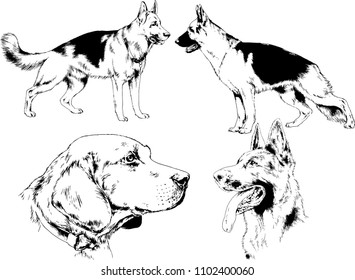 vector drawings sketches pedigree dogs in the racks drawn in ink by hand , objects with no background
