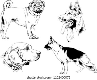 vector drawings sketches pedigree dogs in the racks drawn in ink by hand , objects with no background
