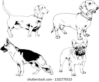 vector drawings sketches pedigree dogs in the racks drawn in ink by hand , objects with no background
