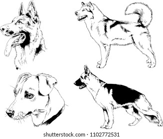 vector drawings sketches pedigree dogs in the racks drawn in ink by hand , objects with no background
