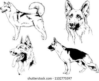 vector drawings sketches pedigree dogs in the racks drawn in ink by hand , objects with no background
