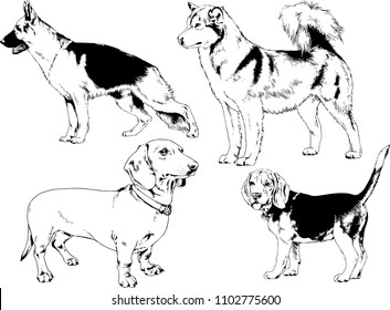 vector drawings sketches pedigree dogs in the racks drawn in ink by hand , objects with no background
