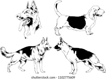 vector drawings sketches pedigree dogs in the racks drawn in ink by hand , objects with no background
