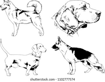 vector drawings sketches pedigree dogs in the racks drawn in ink by hand , objects with no background
