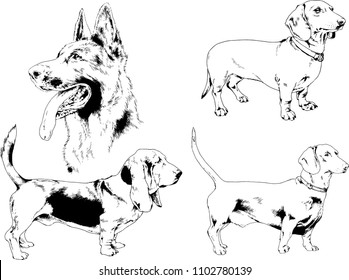 vector drawings sketches pedigree dogs in the racks drawn in ink by hand , objects with no background
