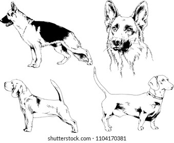 vector drawings sketches pedigree dogs in the racks drawn in ink by hand , objects with no background
