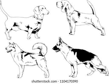 vector drawings sketches pedigree dogs in the racks drawn in ink by hand , objects with no background
