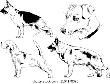 vector drawings sketches pedigree dogs in the racks drawn in ink by hand , objects with no background
