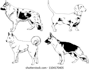 vector drawings sketches pedigree dogs in the racks drawn in ink by hand , objects with no background
