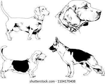 vector drawings sketches pedigree dogs in the racks drawn in ink by hand , objects with no background
