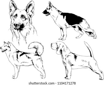 vector drawings sketches pedigree dogs in the racks drawn in ink by hand , objects with no background
