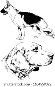 vector drawings sketches pedigree dogs in the racks drawn in ink by hand , objects with no background
