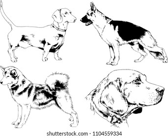 vector drawings sketches pedigree dogs in the racks drawn in ink by hand , objects with no background
