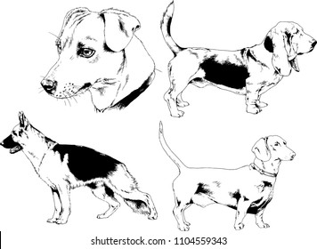 vector drawings sketches pedigree dogs in the racks drawn in ink by hand , objects with no background
