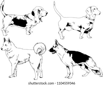 vector drawings sketches pedigree dogs in the racks drawn in ink by hand , objects with no background
