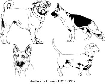 vector drawings sketches pedigree dogs in the racks drawn in ink by hand , objects with no background
